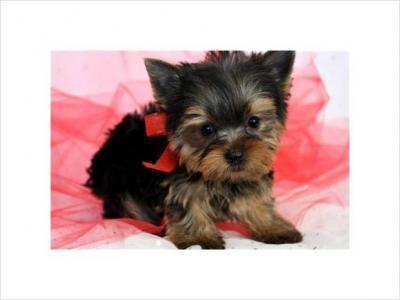 long hair yorkie puppies. Two gorgeous Yorkie puppies