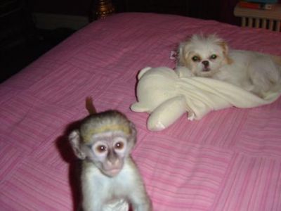 Cute Images Of Monkeys. cute baby capuchin monkeys for