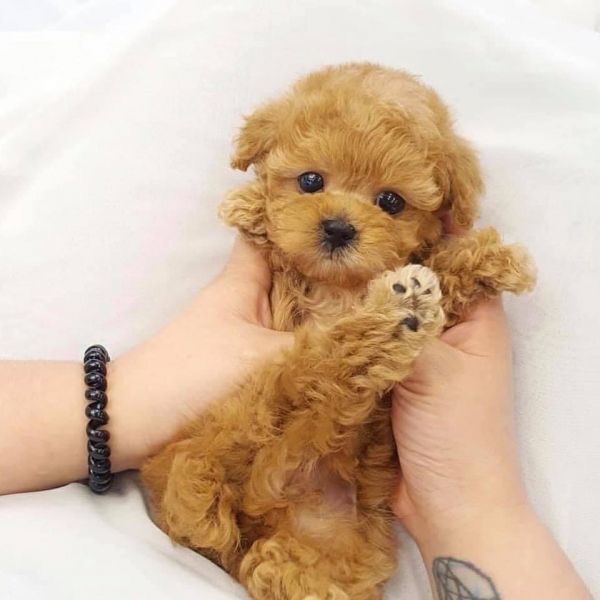 Sweet Toy Poodle puppies for adoption