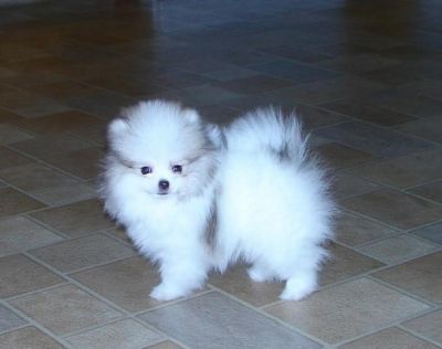 teacup pomeranian vancouver new litter tiny micro teacup pomeranian puppies stunning text us at 707 744 6166 teacup pomeranian vancouver new litter tiny micro teacup pomeranian puppies stunning text us at 707 744 6166