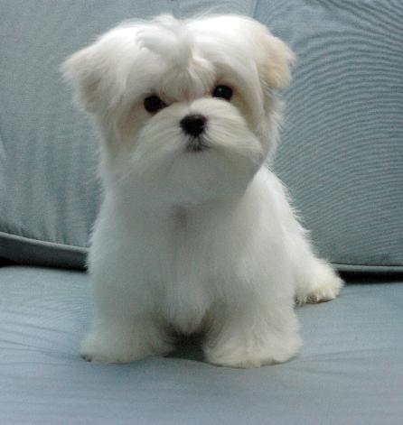 teacup maltese dog price