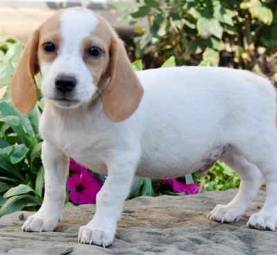 beabull puppies for sale beabull puppies for sale beabull puppies for sale beabull puppies for sale