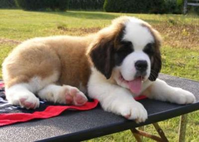 beautiful st bernard puppies health guarantee for puppies form