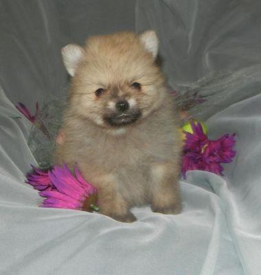 pomeranian puppies for sale winnipeg pomeranian puppies available pomeranian puppies for sale winnipeg pomeranian puppies available