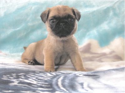 pug puppies edmonton pug puppies purebred ckc registered 500 00 up pug puppies edmonton pug puppies purebred ckc registered 500 00 up
