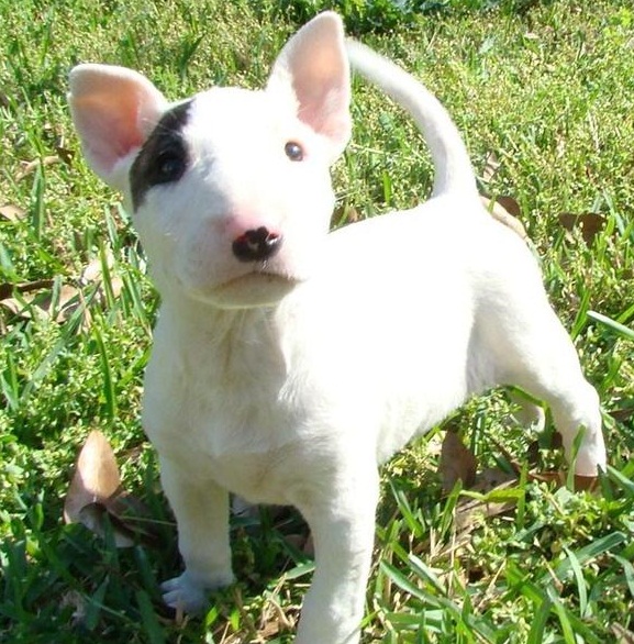 bull terrier puppies for sale bull terrier puppies for sale bull terrier puppies for sale bull terrier puppies for sale