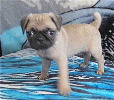 pug breeders vancouver pug puppies purebred ckc registered 500 00 up pug breeders vancouver pug puppies purebred ckc registered 500 00 up