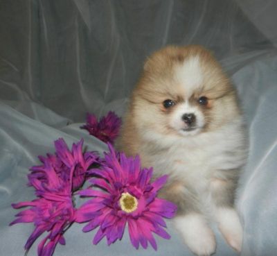 pomeranian puppies for sale winnipeg pomeranian puppies available pomeranian puppies for sale winnipeg pomeranian puppies available