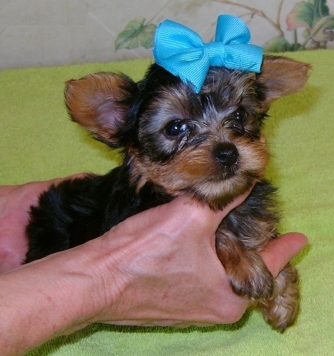 yorkie puppies winnipeg teacup terrier puppies yorkie puppies winnipeg teacup terrier puppies