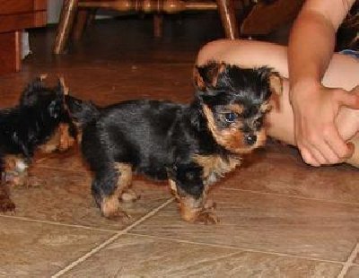 yorkie puppies winnipeg chion teacup yorkie puppies for adoption yorkie puppies winnipeg chion teacup yorkie puppies for adoption