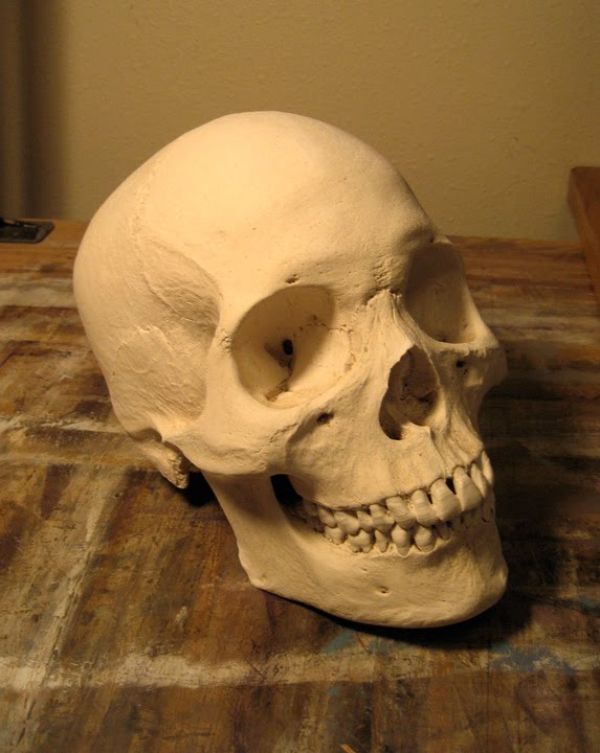 Human skulls for sale