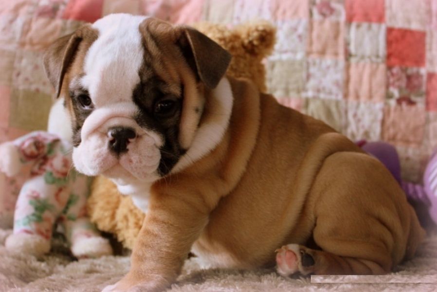 AFFECTIONATE ENGLISH BULLDOG PUPPIES AVAILABLE FOR FREE ADOPTION