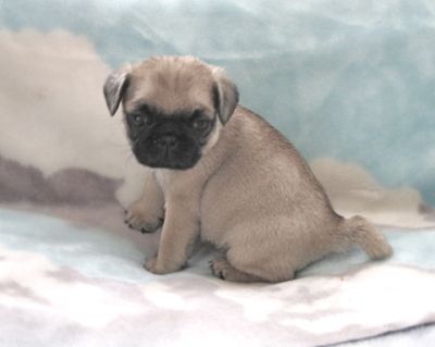 pug puppies edmonton pug puppies purebred ckc registered 500 00 up pug puppies edmonton pug puppies purebred ckc registered 500 00 up