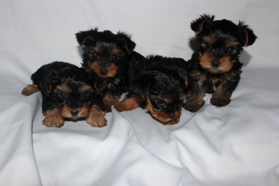 Gorgeous Teacup Yorkie Puppies Available Text (267) 417-6765