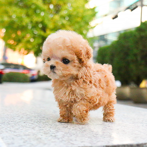 Sweet Toy Poodle puppies for adoption