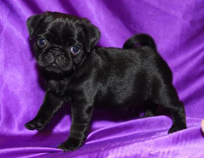 pug puppies edmonton pug puppies for sale pug puppies edmonton pug puppies for sale