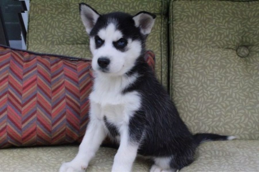 Healthy Cute Siberian Husky Puppies Ready for adoption.