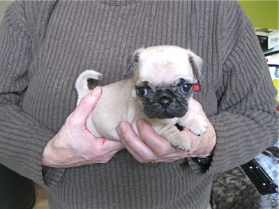 pug puppies edmonton pug puppies purebred ckc registered 500 00 up pug puppies edmonton pug puppies purebred ckc registered 500 00 up