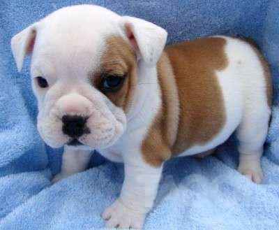 cute bulldog puppies for sale