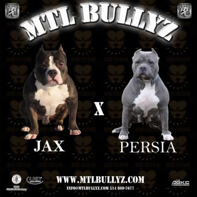 bully