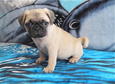 pug puppies edmonton pug puppies purebred ckc registered 500 00 up pug puppies edmonton pug puppies purebred ckc registered 500 00 up