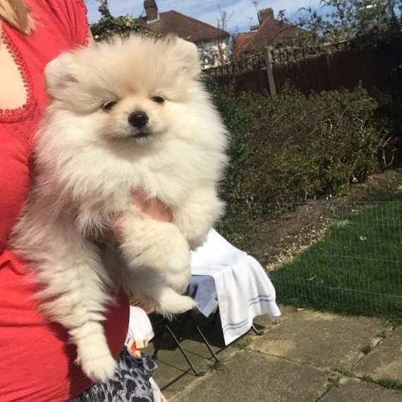 Baby face Pomeranian puppies available for re-homing.Call or Text Price : $
