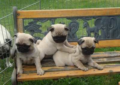 pug puppies edmonton pug puppies for sale pug puppies edmonton pug puppies for sale