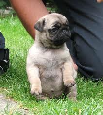 pug puppies edmonton healthy pug puppies for re homing pug puppies edmonton healthy pug puppies for re homing