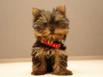 yorkie