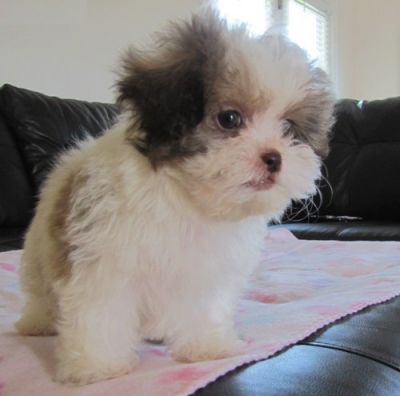 dogs for adoption