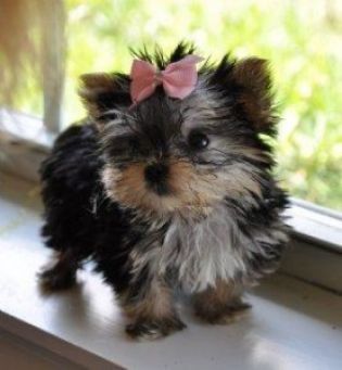 Small Dogs For Sale Abbotsford Small Dogs For Sale Abbotsford