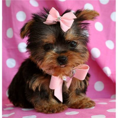 baby yorkies adoption adorable tea cup yorkie puppies for free adoption baby yorkies adoption adorable tea cup yorkie puppies for free adoption