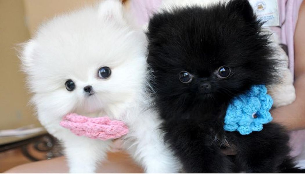 Micro Mini Teacup Pomeranian Puppies For Sale Text (240) 347-0376