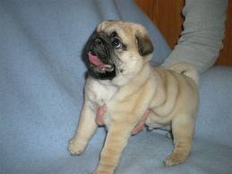 pug puppies for sale vancouver healthy pug puppies for re homing pug puppies for sale vancouver healthy pug puppies for re homing