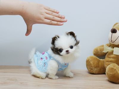 Healthy and adorable pomeranian puppies for free adoption 