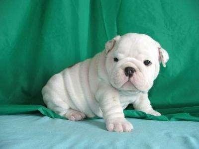 Lovely English Bulldog puppies ready to go to good homes