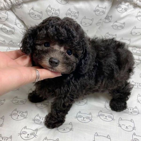 Sweet Toy Poodle puppies for adoption