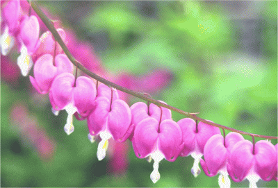 Landscaping, gardening