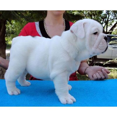 Cute English Bulldog Puppies for Free Adoption