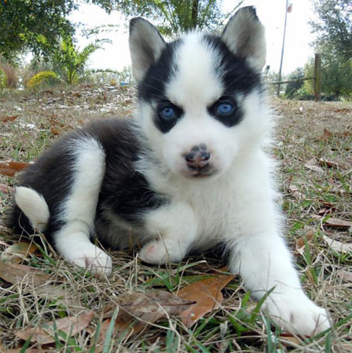 Siberian Husky Puppies for Sale Text Me At (215) 526-5512
