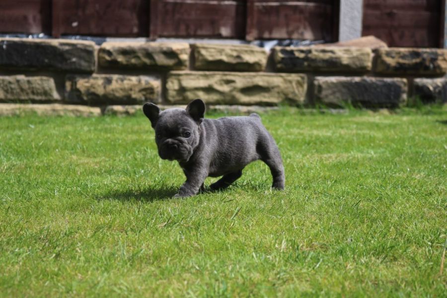 Trained Male and Female French Bulldog Puppies for sale