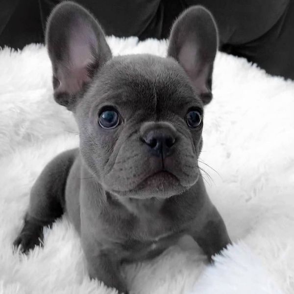 French Bulldog Puppies For Sale | https://sunshineteacuppuppieshome.com/