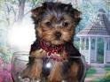 AKC Register Teacup Yorkie Puppies