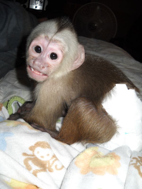 Capuchin monkeys,Squirrel monkeys,Spider monkeys,chimps,Marmosets for sale