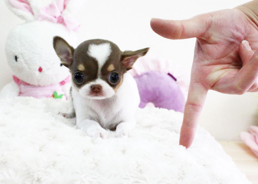 Teacup Chihuahua Puppies 