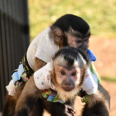 Cute Capuchin Monkeys for Sale 