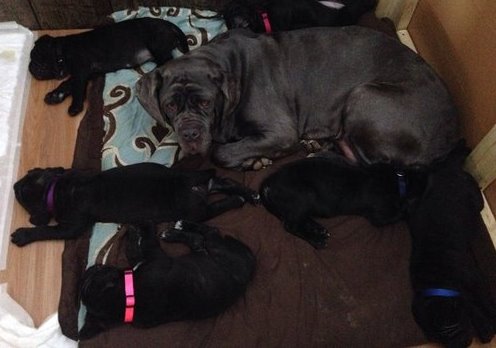 Little addorable Neapolitan Mastiff puppies