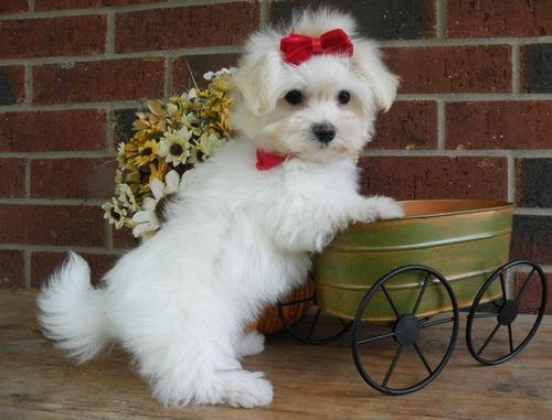 Registered Maltese Puppies For Adoption
