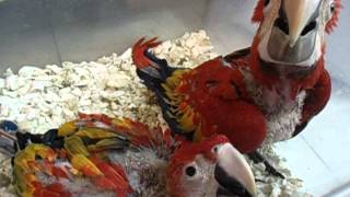  Top Quality Pet Parrot Birds on sale