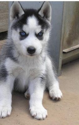 Most Beautiful Siberian Husky Puppies.